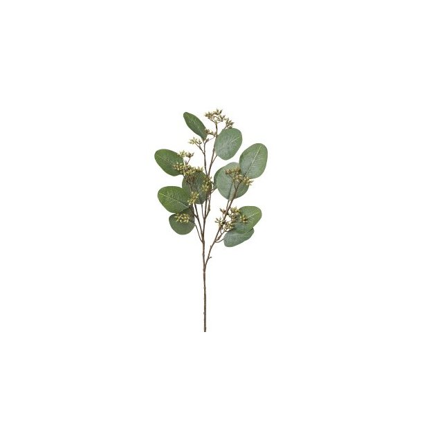  Eucalyptus- H 50 cm