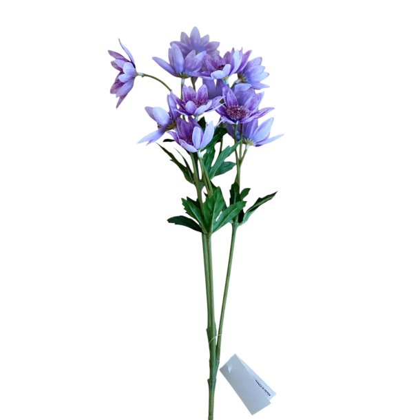 Scabiosa lilla H 65 cm
