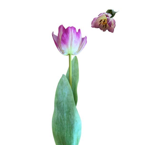 Tulipan lilla - H 46 cm