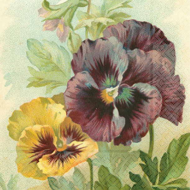 Servietter Stedmoderblomst