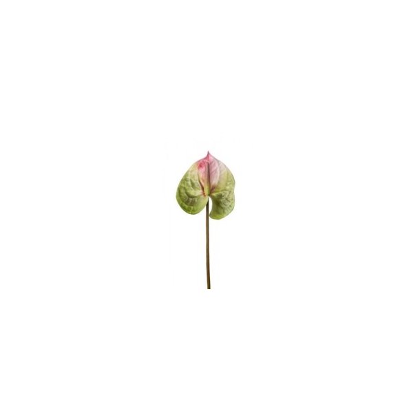 Anthurium rosa H.60 cm